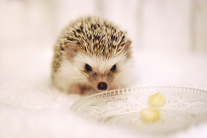 りんごの誘惑 ハリネズミちくちく日記