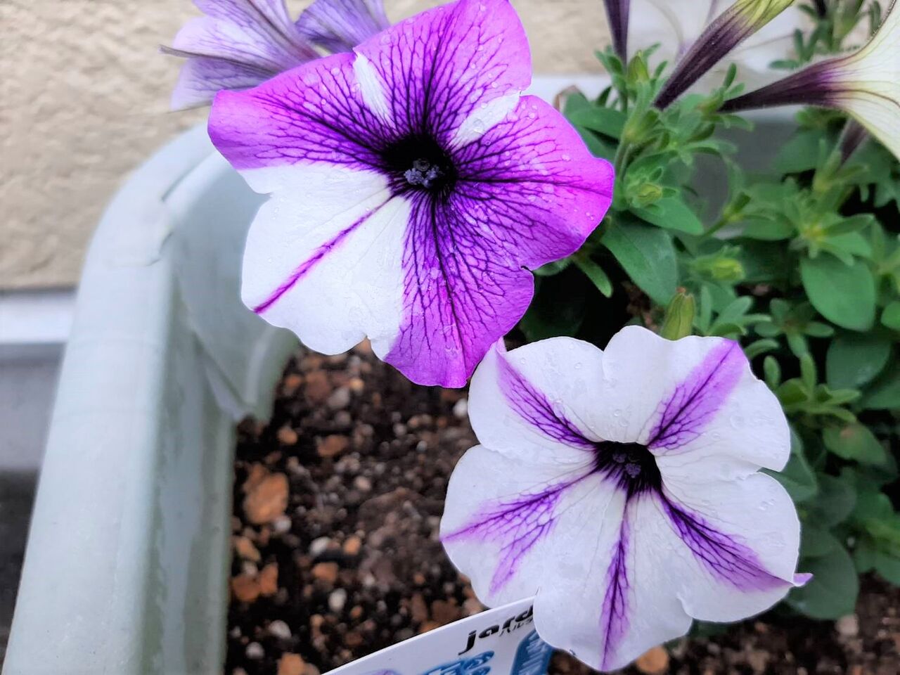 ペチュニア 貼りアップblog