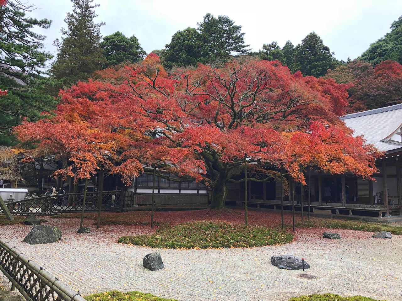 雷山 千如寺の紅葉 貼りアップblog 雷山 千如寺の紅葉 貼りアップblog