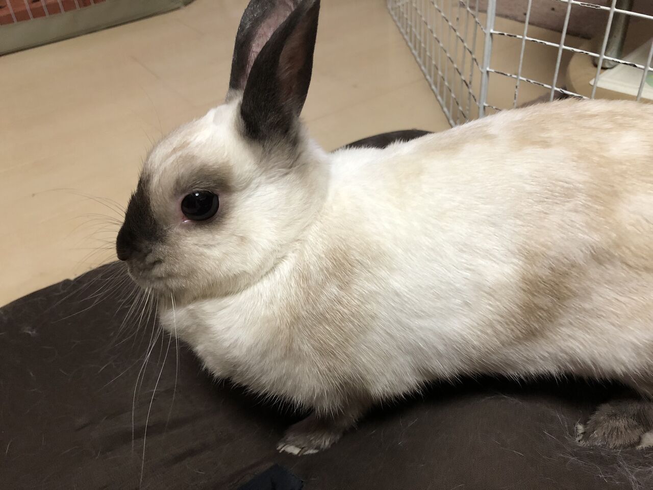 うさぎ 貼りアップblog