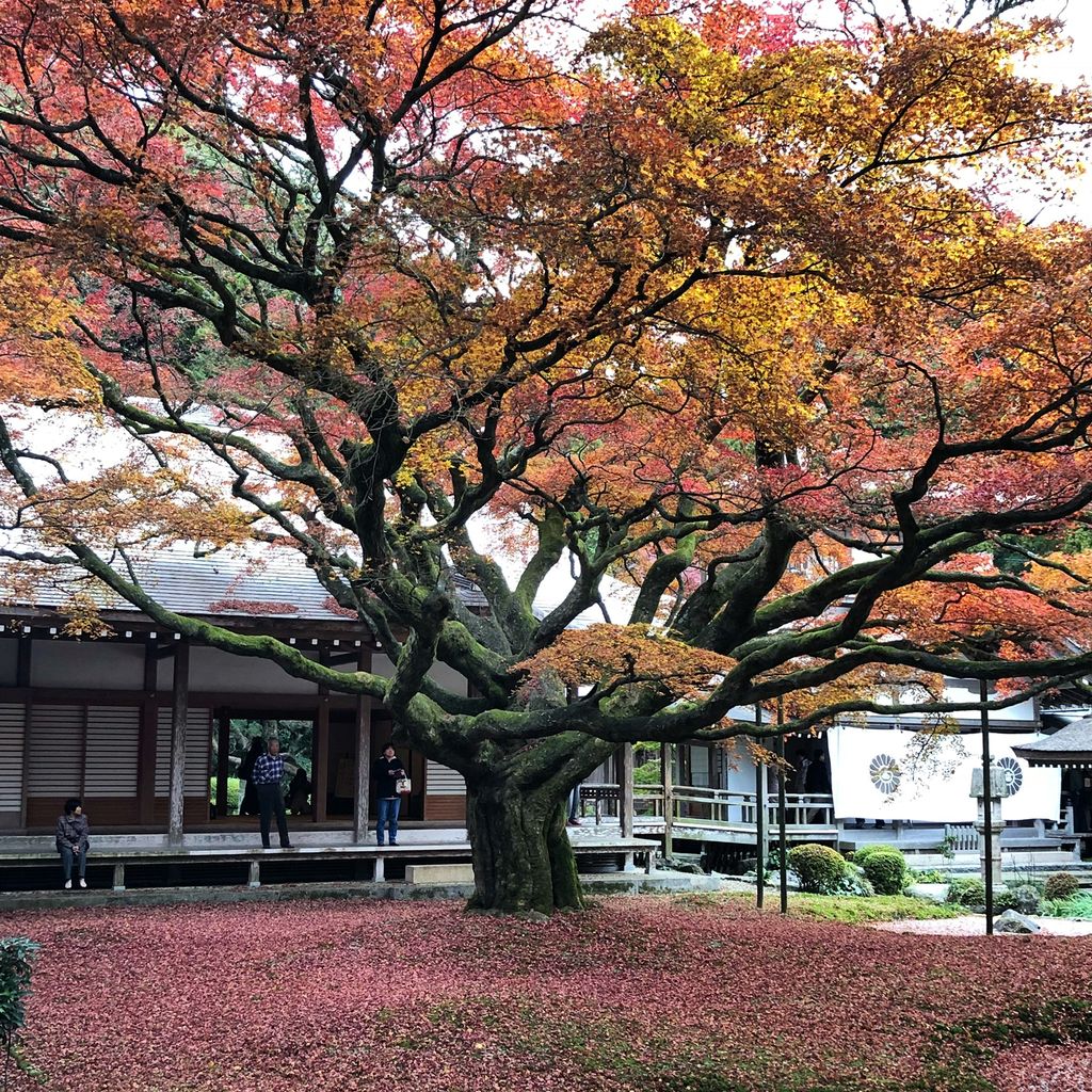 雷山 千如寺の紅葉 貼りアップblog 雷山 千如寺の紅葉 貼りアップblog