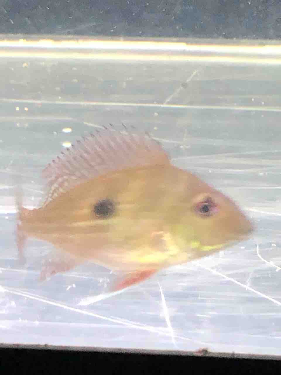 先週金曜日で連れと一緒に仕入れた熱帯魚 ななしさんからコメント ハマクワ 先週金曜日で連れと一緒に仕入れた熱帯魚 ななしさんからコメント ハマクワ