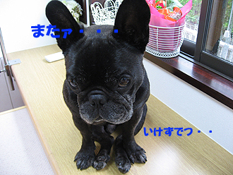 ¤¤¤±¤º¤Ç¤Ä¡¦¡¦¡¦