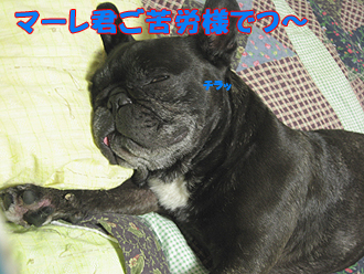 ¤´¶ìÏ«ÍͤǤġÁ