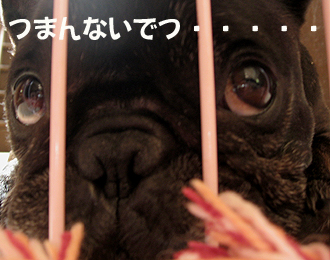 ¤Ä¤Þ¤ó¤Ê¤¤¤Ç¤Ä¡¦¡¦¡¦