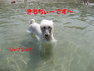 ¤¤â¤Á¡¼¤Ç¤¹¡£