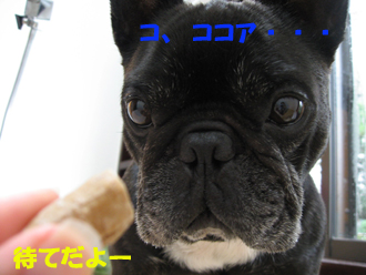 ¥³¡¢¥³¥³¥¢