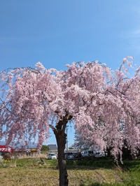 PXL_20240415_041322796