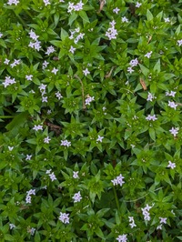 PXL_20240504_060039388