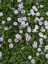 PXL_20240515_093110170