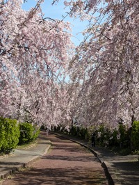 PXL_20240415_041735728