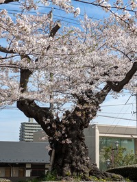 PXL_20240416_001217392