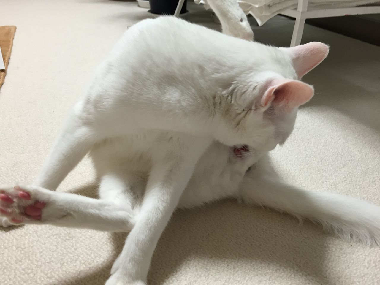 猫たちの膀胱炎と15年目の結婚記念日 ハロマツのお買い物日記 猫たちの膀胱炎と15年目の結婚記念日 ハロマツのお買い物日記