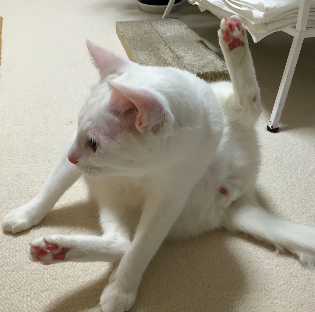 猫たちの膀胱炎と15年目の結婚記念日 : ハロマツのお買い物日記