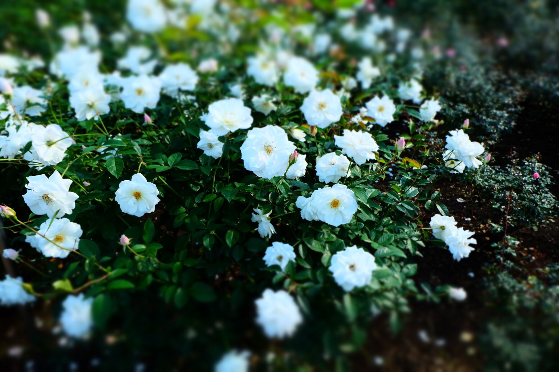 神代植物公園のバラ園 森への想い