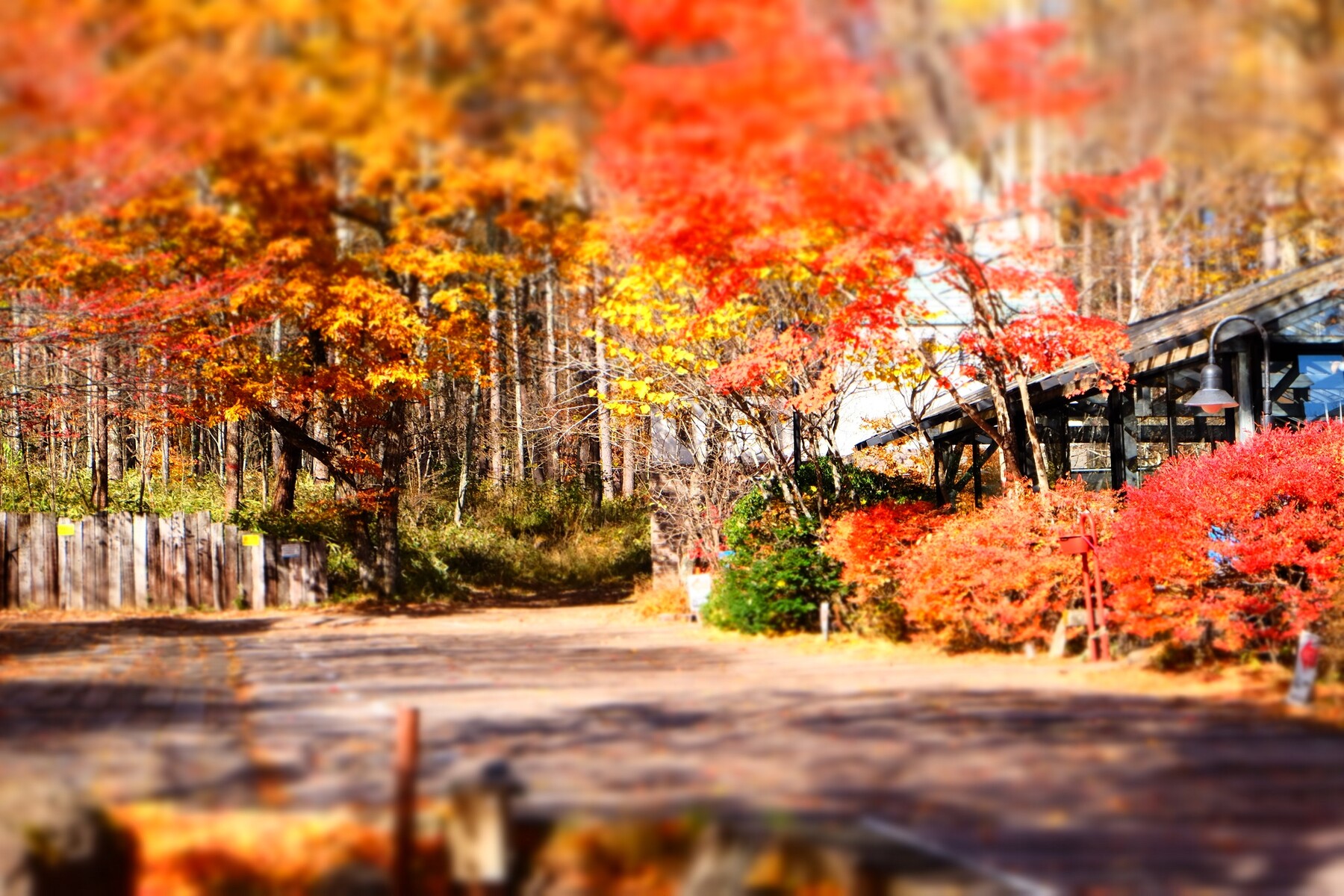 年の紅葉 八ヶ岳倶楽部付近 森への想い 年の紅葉 八ヶ岳倶楽部付近 森への想い