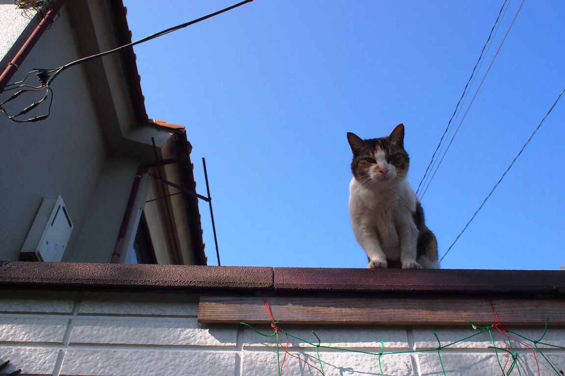 森への想い





カテゴリ：
猫

三姉妹猫のシロが亡くなった猫バスケット？帰ってこないやばい・・・。猫にとっても厳しい夏食べっぷりがいい猫草の栽培猫写真濃いミケ子公園のキジねこ大将菜食猫？猫には受難の季節こんにちは・・・胴回り５６ｃｍ公園入口のこぶちごはんにも春が来てしまった八割れ猫がこの時期人気・・・！おいで・・・こんにちは・・・地域ネコのミケ寒空のノラトラねこ美猫？年賀状猫三男の隠れた技ごはんが好きな猫草クロネコの勇士だいぶ年をとってきたシロ猫にもつらい季節が来た谷中の猫たち                mark