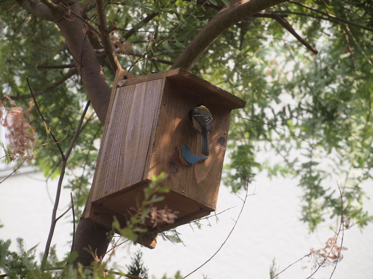 庭にシジュウカラが巣を作った 森への想い
