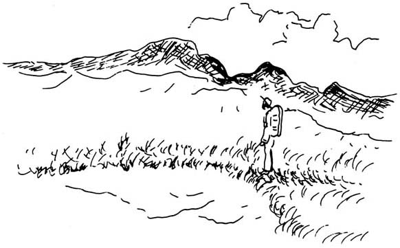 エッセイスト沢野ひとしさん : 森への想い