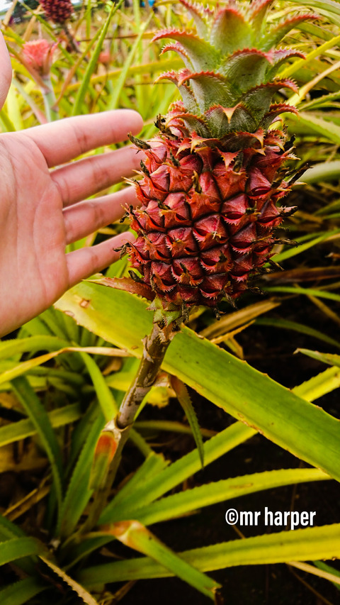 Hawaii DOLE7