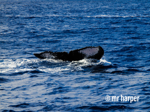 Hawaii whale best by  harper