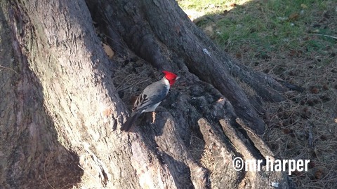 ワイキキ カピオラニ公園7