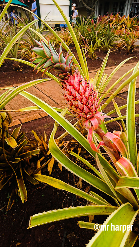 Hawaii DOLE5
