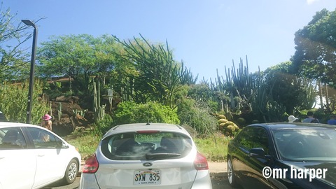 ハワイ KCC ファーマーズマーケット 09