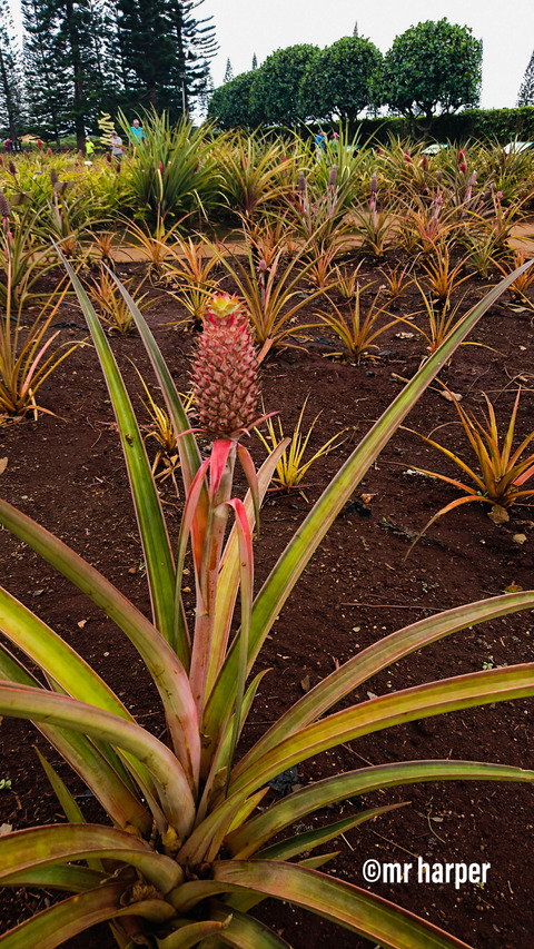 Hawaii DOLE4