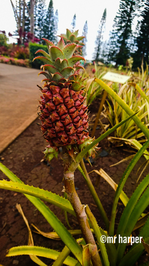 Hawaii DOLE6