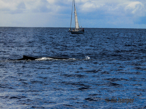 ハワイ クジラ0