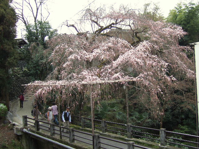 2010_0321µþÅԥġ¼¥Ç¡¼¥¦¥ª¡¼¥¯0024