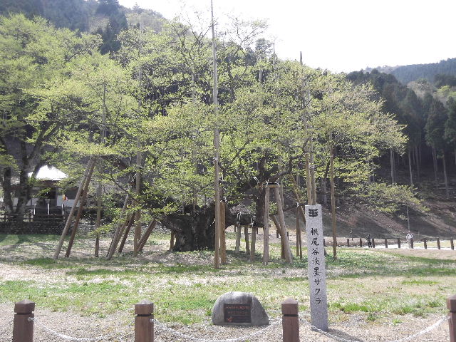 2013ÇöËϺù