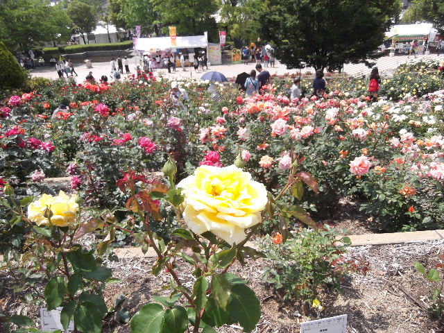 DSCF7616