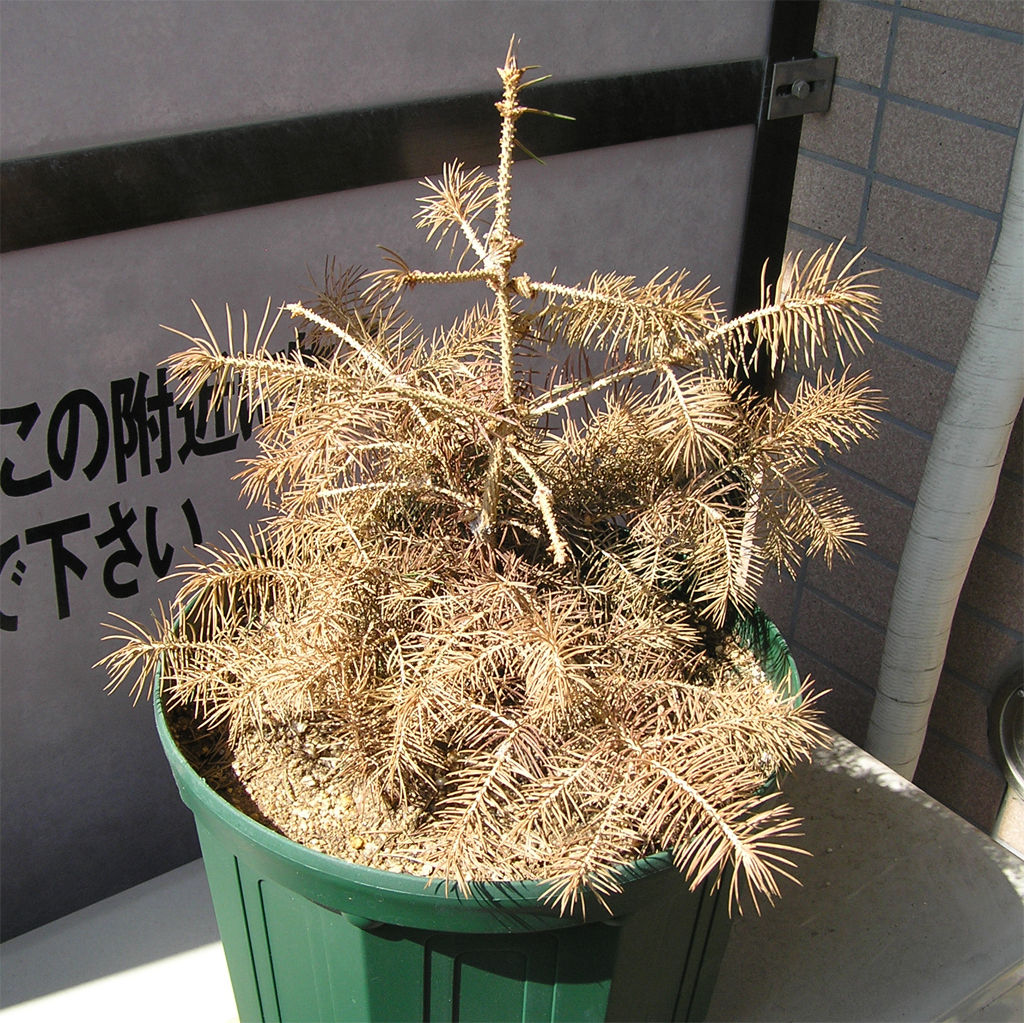 19年5月8日 黒めだかの趣味