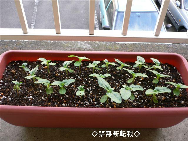 ひまわり移植 Haruko S Life