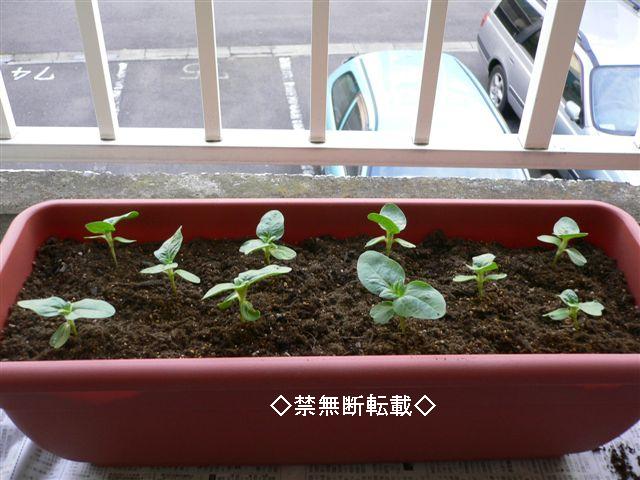 ひまわり移植 Haruko S Life