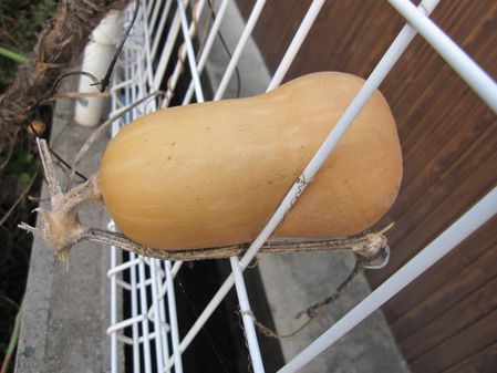 2009_1030_064447-IMG_2686