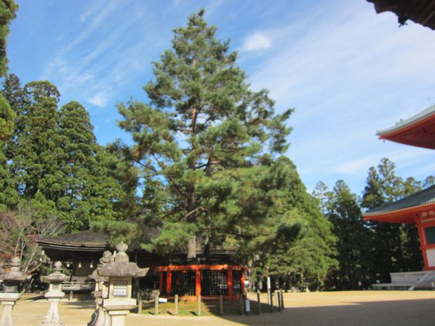 御近所穴場観光 高野山にて紅葉と 不思議な三鈷の松についてぇ v 0 趣味の歳時記 御近所穴場観光 高野山にて紅葉と 不思議な三鈷の松についてぇ v 0 趣味の歳時記