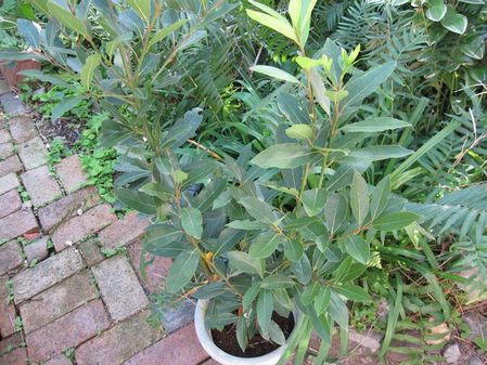 2009_0925_073109-IMG_2194