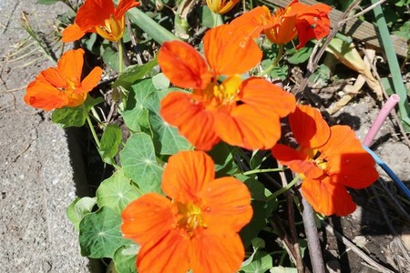 趣味の歳時記 鑑賞用と食用の併用ナスタチウム ｖ ０ Livedoor Blog ブログ