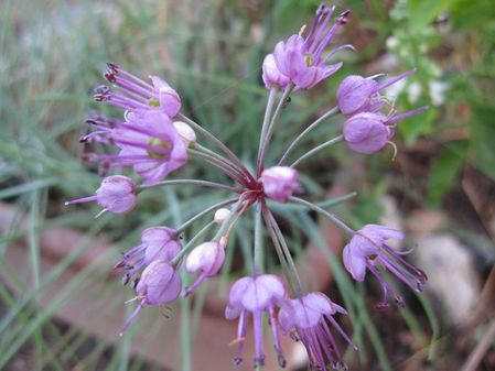 2009_1030_064341-IMG_2685