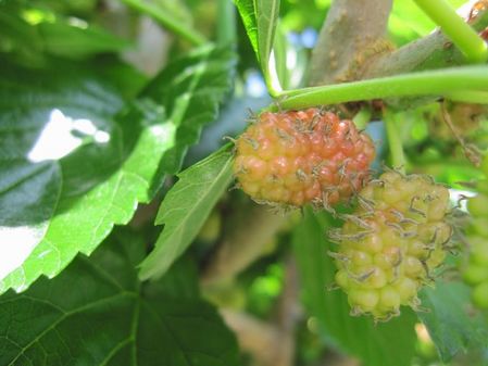 2010_0522_094456-IMG_6859