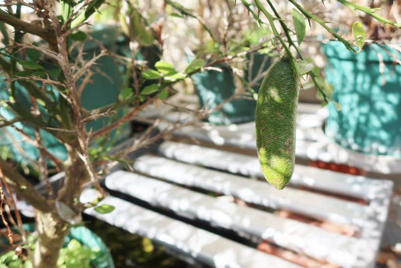 趣味の歳時記 フィンガーライム栽培 Livedoor Blog ブログ