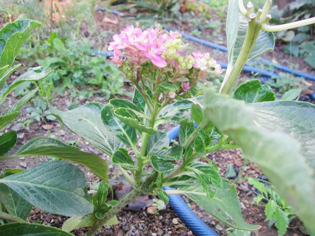 ピンクの斑入りミニミニ紫陽花の枝変わり ｖ ０ 趣味の歳時記