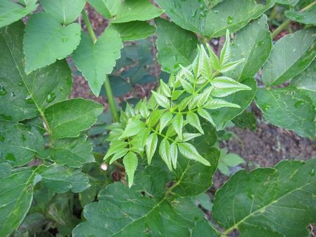 2009_1027_070023-IMG_2650