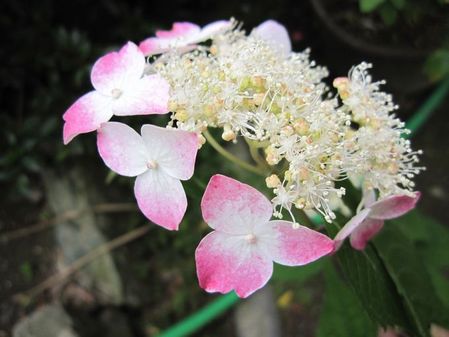 2010_0527_063727-IMG_6980