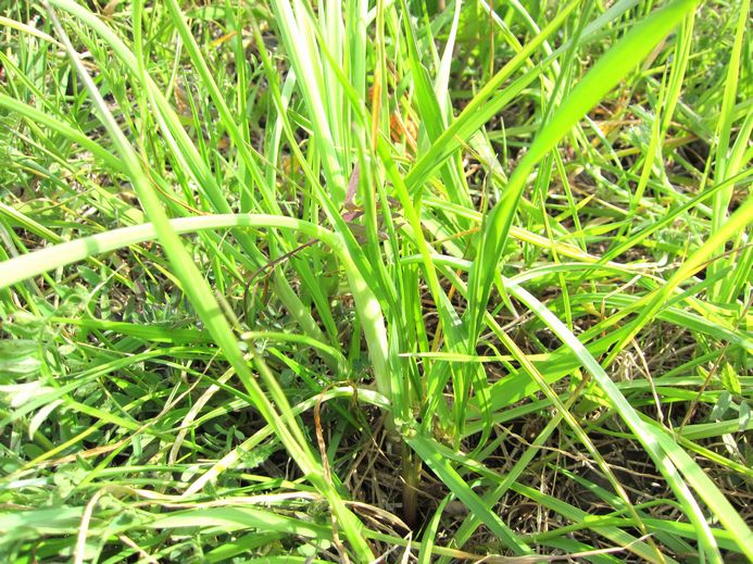 趣味の歳時記:春の野草摘み色々~と、和製エシャロット~野蒜の見分け方~v(^0^)/ - livedoor Blog(ブログ)