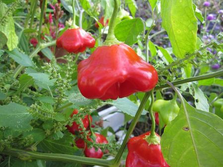 2009_0925_065521-IMG_2184