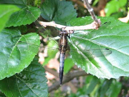 2010_0515_060229-IMG_6768